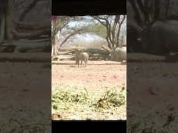 Warthog Get's Heart Punched by Slock Master, "blowfun"