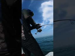 susah payah narik ikan ini #agungbalifishing