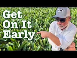 How To Prevent or Cure Gray Leaf Spot Disease In The Lawn