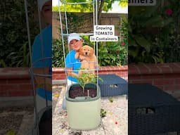 Growing Tomatoes in Containers!