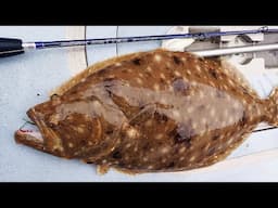 Non-Stop Summer Flounder (Fluke) Fishing - Best Bite in Years Continues!