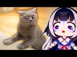 Shylily Reacts To Decade’s Best Cat Videos