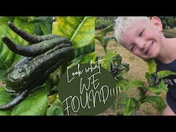 NZ Orchard & Vege Garden Tour + Life updates on 10 Acres