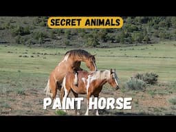 Paint Horse | Habitat, Image, Diet, and Interesting Facts 🐴