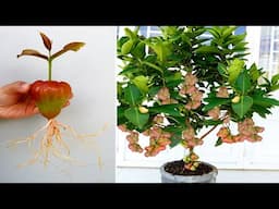 How To Grow Bell fruit at home in pot. Gardening ideas for home