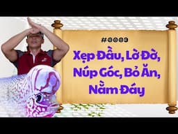 #0009 - Cá La Hán Bị  Xẹp Đầu, Núp Góc, Nằm Đáy, Bỏ Ăn, Lờ Đờ | Phong Thủy Cá Cảnh