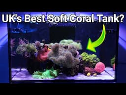 Incredible Soft Coral Reef Tank Tour: The Yorkshire Reefs Red Sea Reefer XL300