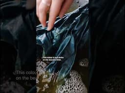 #naturaldye the color green with indigo and weld. #indigo #indigodye #dyewithplants