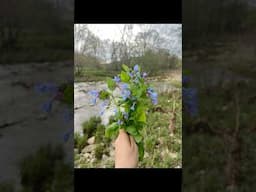 Picking wildflowers for Easter bouquets!💐   #easter #christian #flowers #homesteading