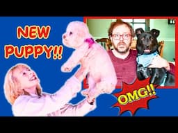 I Lived with a Puppy for 1 Year. Here's What Happened. Brits with Puppies React!