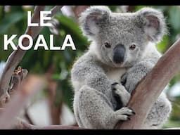 Le koala (documentaire)
