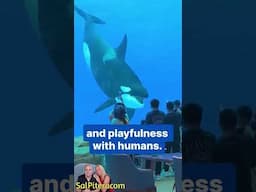 Killer whale teases humans!