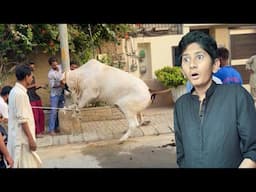 Cow Qurbani 1st Day of Bakra Eid😳
