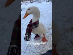 Ducks love to dress up 🧣 #ducks #maine #ducklife #livestock #dressup #animals #animalshorts #pets