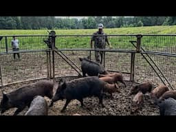 Saving the worst corn field from wild boar. Gave away my AGM thermal.