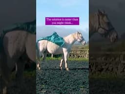 Is your horse often scared or anxious?