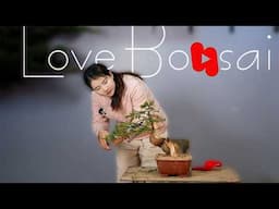 How to bend a bonsai - great bonsai bending skills #lovebonsai #bonsai #3