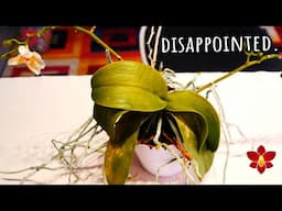 Orchids that disappoint me - Sometimes we must let go