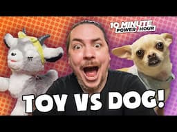 REAL DOGS vs Robotpets: who will win?