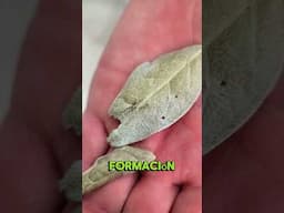 ¡Para qué sirve el boldo! #Plantas