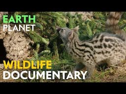 17 Forests on the Peaks - Wildlife documentary | Jungle Planet series | Nature Animal Documentary