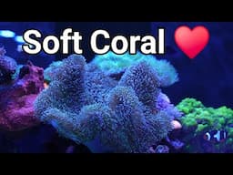 For The Love of Soft Corals! The Prestige Reef Dork Show Ep 87