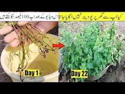 Secret to Growing mint at home | how to grow Mint