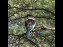 Brown hooded Kingfisher        #birds #africa #africansafari #wildlife #birdingparadise