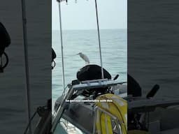 The newest crew member! #birds #sailingfamily #sailing #ocean #funny