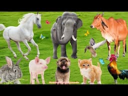 Adorable Farm Animals: Cow, Chicken, Cat, Sheep, Dog, Rabbit, Duck & Pig - Animal Video
