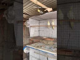 Mera cockatiel Aaj उड़ जाता।🥹 #cockatiel #shorts #viralvideo #lovebirds #parrot #birds #birdlovers
