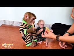 Monkey Kaka and Monkey Mit enjoy delicious durian with mom