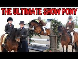 ROLO - THE ULTIMATE SHOW PONY!?!