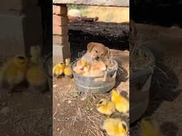 Watch How These Baby Ducks Adopted A Fluffy Puppy As Family