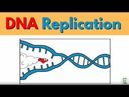 DNA REPLICATION EXPLAINED IN 60SECONDS | Fun Animation!