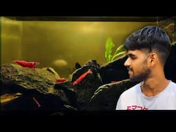 Maine Banaya Red Shrimp ke liye New Setup | Black Water Aquarium for Cherry Shrimps
