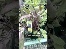 Sage Advice: Planting Edibles from My Local Nursery Haul