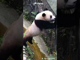Panda Gives High-Fives To Fans Who Show Up During Fan Meetings | iPanda #shorts