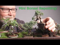 Bonsaify | Eric's Tray of Many Mame: Repotting and DISASTER Recovery!