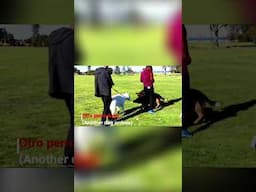 ¡Aventura Canina Épica! Perros Libres y Felices en el Parque