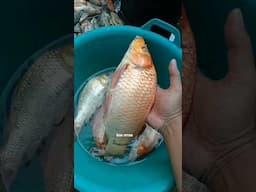 ikan mas hidup di bak