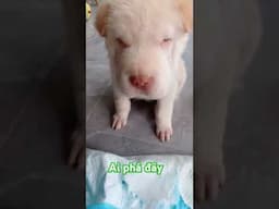 ai phá đây , who broke this# shorts # funny