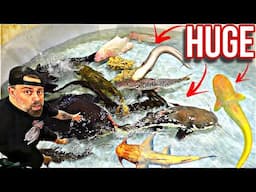 "These BIG Rare MONSTER FISH Costs More Than MY CAR… and We SHIPPED them!"