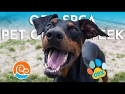 Outer Banks SPCA Pet of the Week: Dude (April 7, 2025)
