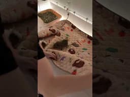 10PM Cage Cleaning