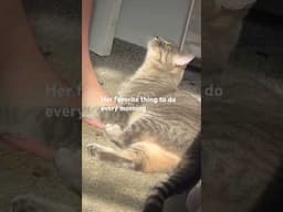 Someone wants to play #cat #shortvideo #petshub #shortsfeed #petsunited