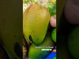 Tales From Mango Bush, Picking up Fallen Fruits  #shorts #mangoes #pov #foodie #mango #fruit #nature
