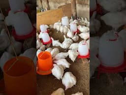6 Weeks Broiler Chickens ready For Sale