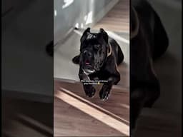 Nothing like a “Bane”Can’t believe he’ll be 3 in two days.  #funnyvideos #BanetheDog #bigdogs #Bane