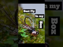 Best Fly in Your Box: Jigged March Brown Fly Tying Tutorial #flytying #flyfishing #trout #fishing